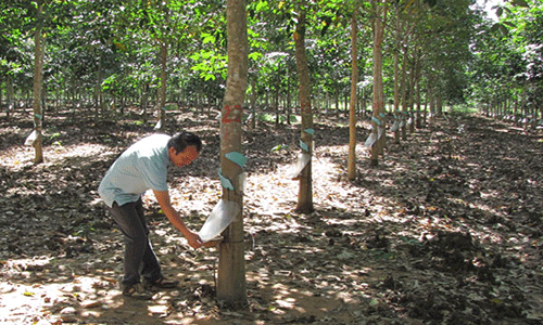 Rừng cao su của HAGL tại Lào hầu hết đã trưởng thành nên mức độ ảnh hưởng không đáng kể